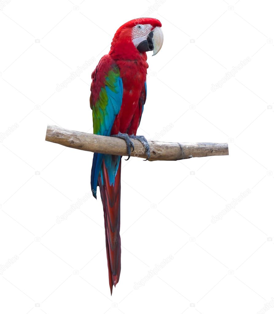 Blue and red macaw parrots on branch isolated on white background
