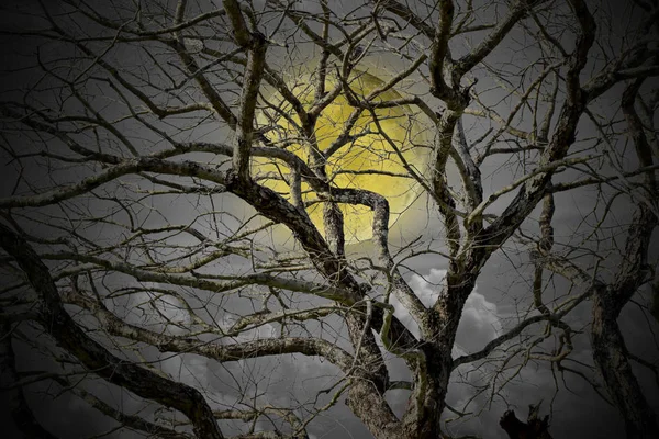 Halloween Concept Spooky Forest Full Moon Dead Trees Dark Horror — ストック写真