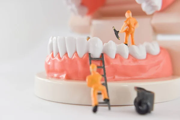 miniature people to repair a tooth or worker cleaning tooth model as medical and healthcare. Idea for cleaning dental care or dentist.