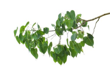 Beyaz arkaplanda yeşil yapraklar var. kırpma yolu ile.