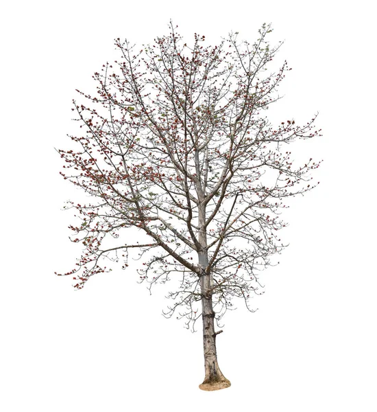 Дерева Листя Ізольовані Білому Тлі — стокове фото