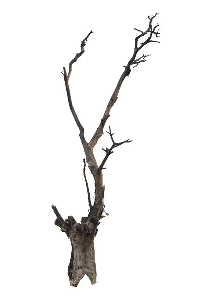 Martwe Drzewo Odizolowane Białym Tle Ścieżką Wycinania — Zdjęcie stockowe