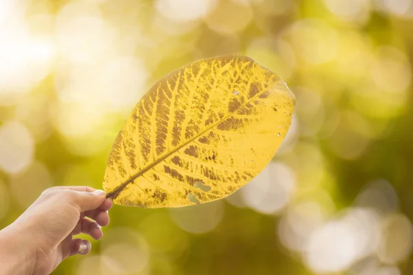 Χέρι Κρατώντας Κίτρινο Φύλλο Φύση Πάνω Θολή Ηλιόλουστο Φόντο Του — Φωτογραφία Αρχείου