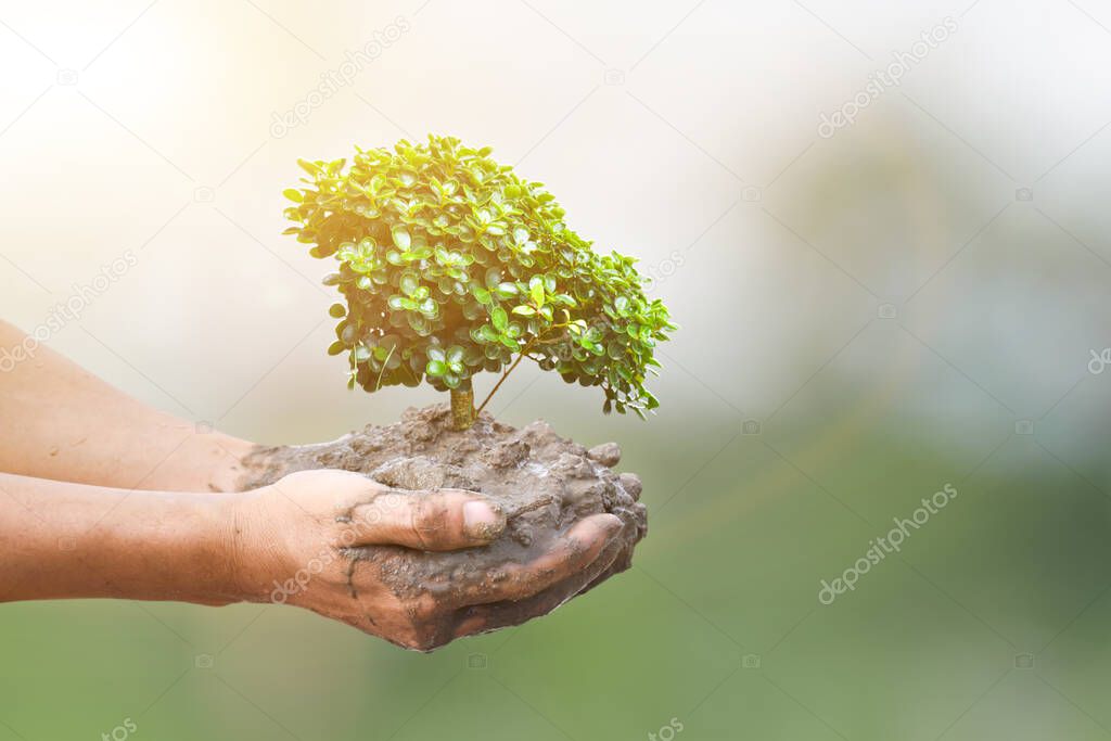 Earth day concept. Tree plant in hands against spring green background.