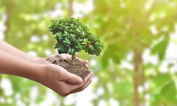 Conceito Dia Ambiente Jovem Planta Chão Mão Sobre Primavera Verde — Fotografia de Stock