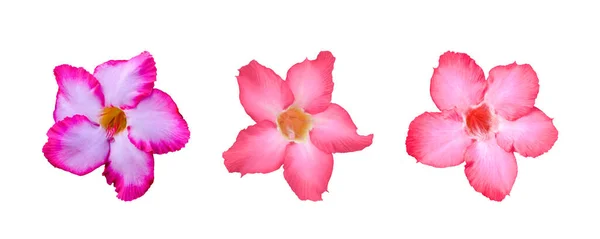 Trzy Adenium Kwiat Izolowany Białym Tle Ścieżką Wycinania — Zdjęcie stockowe