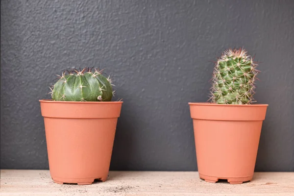 Pequeña Planta Cactus Maceta Sobre Mesa Madera Fondo Gris Oscuro — Foto de Stock