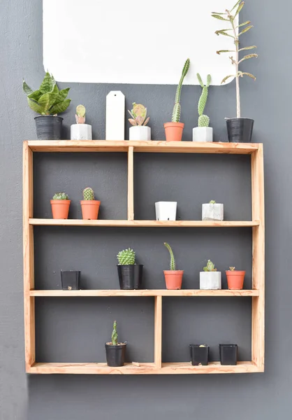 Cactus Succulents Wood Shelf Small Cactus Plant Pot — Stock Photo, Image