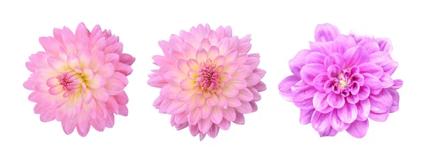 Trzy Różowe Kwiaty Dahlii Odizolowane Białym Tle Piękna Ozdobna Kwitnąca — Zdjęcie stockowe