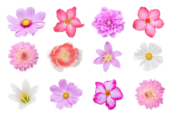 Coleção Diferentes Flores Coloridas Papoilas Dahlia Cosmos Crocus Adenium Isolado — Fotografia de Stock