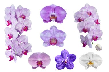 Beyaz arka planda izole edilmiş güzel Phalaenopsis orkide çiçekleri koleksiyonu. Kırpma yolu ile nesne