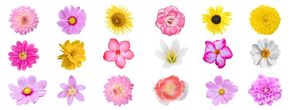Kolekcja Różnych Kolorowych Kwiatów Izolowane Białym Tle Ścieżką Wycinania — Zdjęcie stockowe