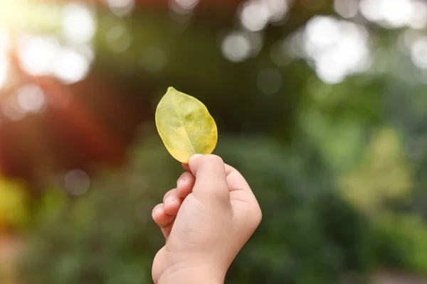 Χέρι Κρατώντας Κίτρινο Φύλλο Κατά Θαμπάδα Πράσινο Φόντο Της Φύσης — Φωτογραφία Αρχείου