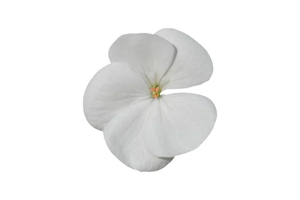 Biały Kwiat Geranium Pelargonium Izolowany Białym Tle Obiekt Ścieżką Wycinania — Zdjęcie stockowe