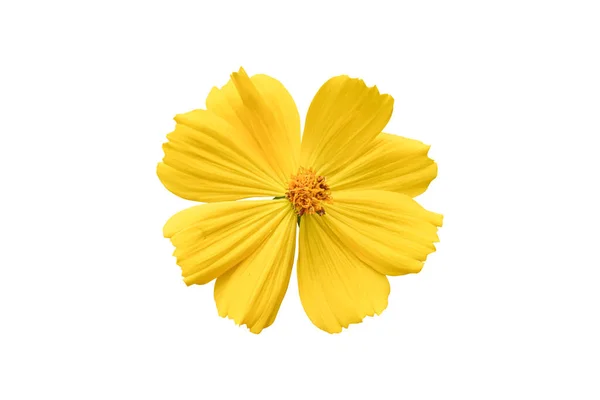 Beautiful Yellow Cosmos Flower Coreopsideae Isolated White Background Object Clipping — Stock Photo, Image