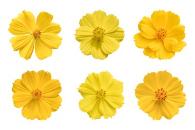 Beyaz arka planda izole edilmiş sarı kozmos çiçeği (Coreopside) koleksiyonu. Kırpma yolu ile nesne.