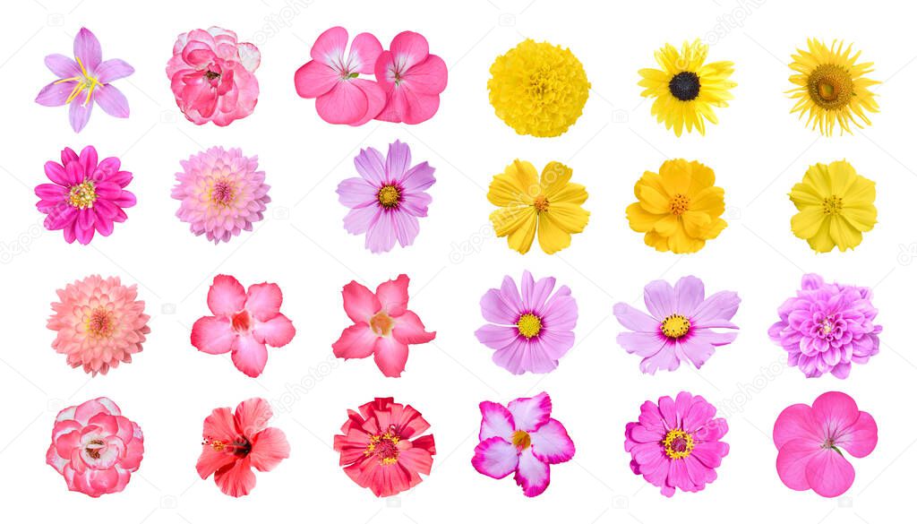 Various colorful flower isolated on white background with clipping path. Set of Dahlia, Adenium, Rose, Chrysanthemum, Cosmos, Zinnia Flowers