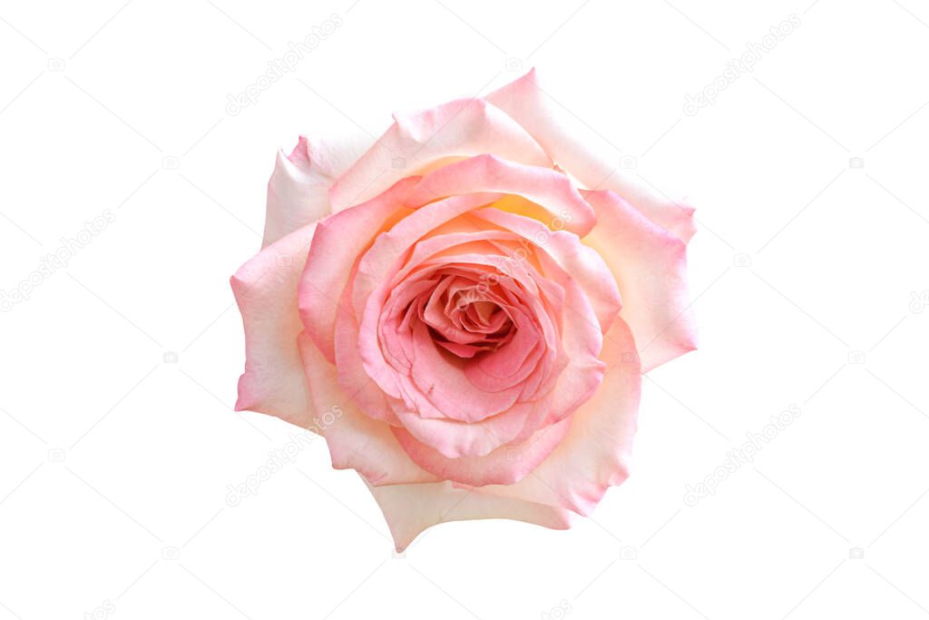 Beautiful pink rose isolated on white background. Fully open gentle rose with clipping path.