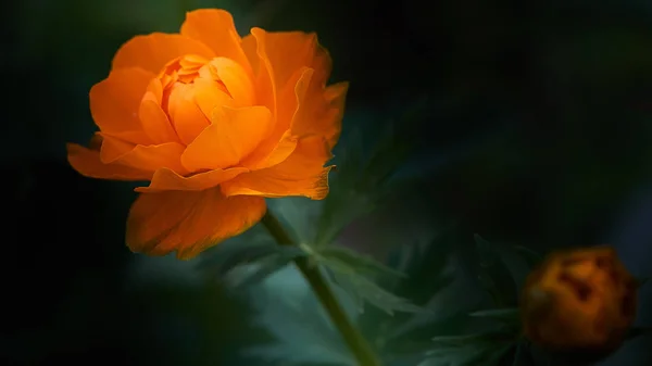 Flor Brilhante Iinsetos Uma Flor — Fotografia de Stock