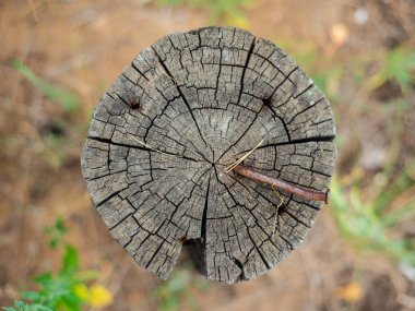 Kesit ağaç gövdesi büyüme Yüzüklerin gösterir. ışının içinde çivi. ahşap doku