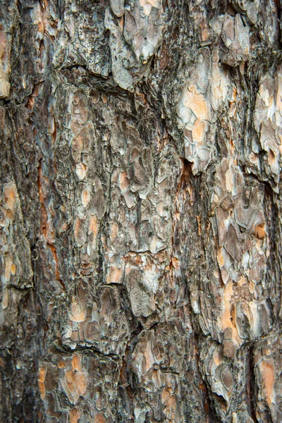Φυσική Δομή Του Φλοιού Του Ένα Closeup Δέντρο Πεύκης — Φωτογραφία Αρχείου