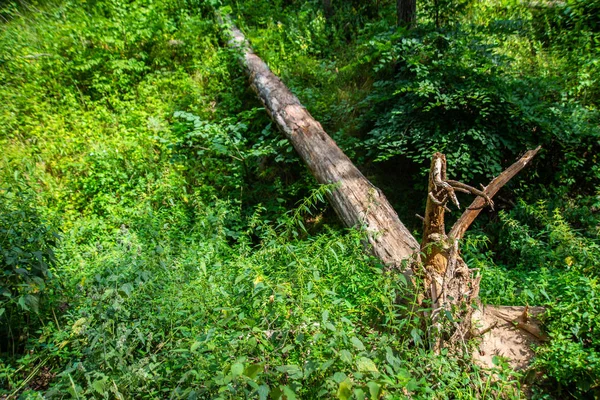 Longo Tronco Jogado Sobre Uma Vala Forma Uma Ponte Floresta — Fotografia de Stock