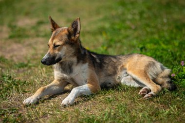 Yaz açık yeşil çimenlerin üzerinde oturan güzel çoban köpeği