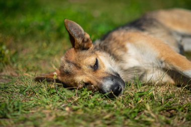 Yaz açık yeşil çimenlerin üzerinde oturan güzel çoban köpeği