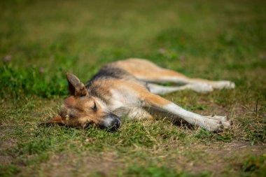 Yaz açık yeşil çimenlerin üzerinde oturan güzel çoban köpeği