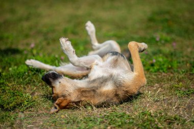 Yaz açık yeşil çimenlerin üzerinde oturan güzel çoban köpeği