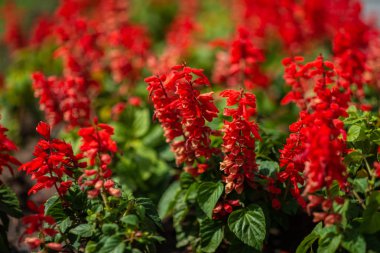 Bahçedeki diğer çiçekler açık arasında kırmızı adaçayı portre