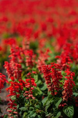 Bahçedeki diğer çiçekler açık arasında kırmızı adaçayı portre