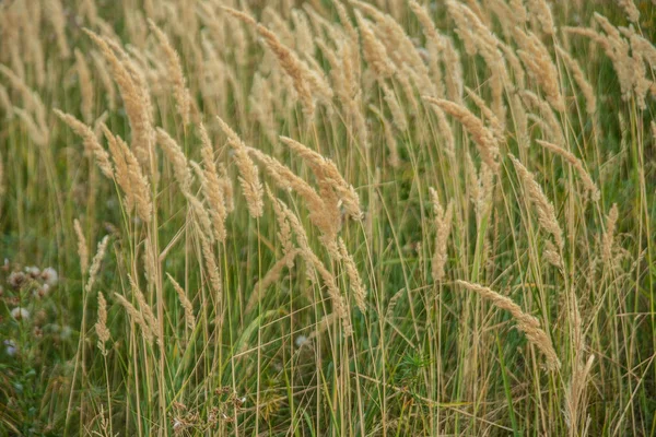 Close Ripe Wheat Ears Outdoor Field Summer — Stock Photo, Image