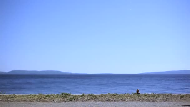 Sexig kvinna promenad längs havet. Kvinna i shorts på havet strandpromenad på solig dag, strand mode — Stockvideo