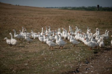 Çimlerdeki kazlar. Evcil kuş. Bir kaz sürüsü tarlada yürüyor.