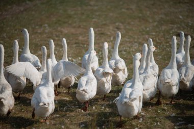Çimlerdeki kazlar. Evcil kuş. Bir kaz sürüsü tarlada yürüyor.