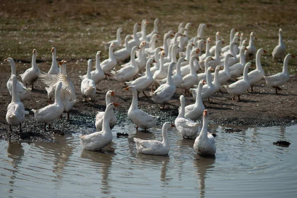 Gansos en la hierba. Pájaro doméstico. Una bandada de gansos caminando por el campo — Foto de Stock