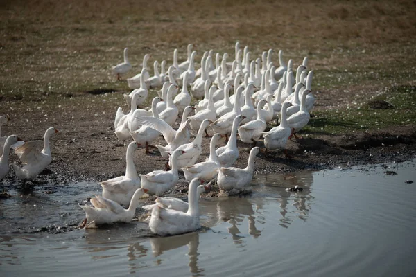 Gansos en la hierba. Pájaro doméstico. Una bandada de gansos caminando por el campo — Foto de Stock