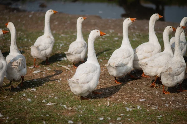 Gansos en la hierba. Pájaro doméstico. Una bandada de gansos caminando por el campo — Foto de Stock