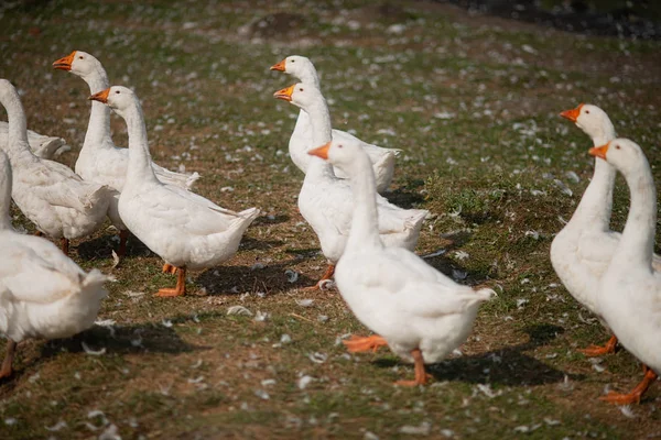 Geese in the grass. Domestic bird. A flock of geese walking in the field. White geese
