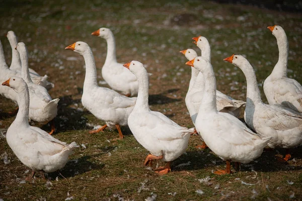 Gäss i gräset. Husfågel. En flock gäss som går på fältet — Stockfoto