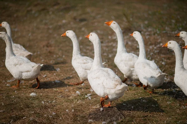 Gansos en la hierba. Pájaro doméstico. Una bandada de gansos caminando por el campo — Foto de Stock