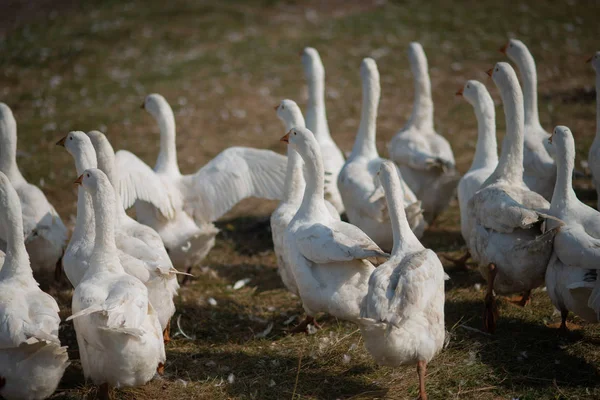 Gansos en la hierba. Pájaro doméstico. Una bandada de gansos caminando por el campo — Foto de Stock