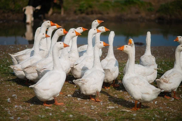 Gänse im Gras. Hausvogel. Eine Schar Gänse auf dem Feld — Stockfoto