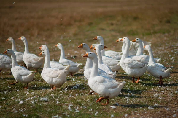 Gansos na relva. Pássaro doméstico. Um bando de gansos caminhando no campo — Fotografia de Stock