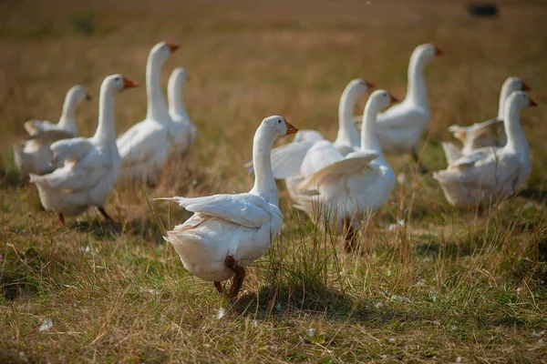 Libák a fűben. Házi madár. Egy csapat liba sétál a mezőn. — Stock Fotó