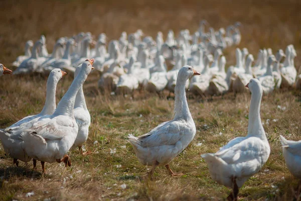 Gänse im Gras. Hausvogel. Eine Schar Gänse auf dem Feld — Stockfoto