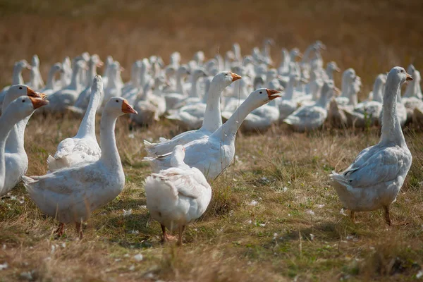 Gansos en la hierba. Pájaro doméstico. Una bandada de gansos caminando por el campo — Foto de Stock