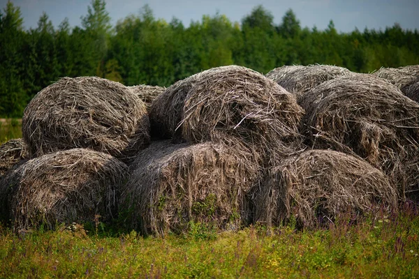 Hat storage for livestock. Large stacks of hay drying — Stock Photo, Image