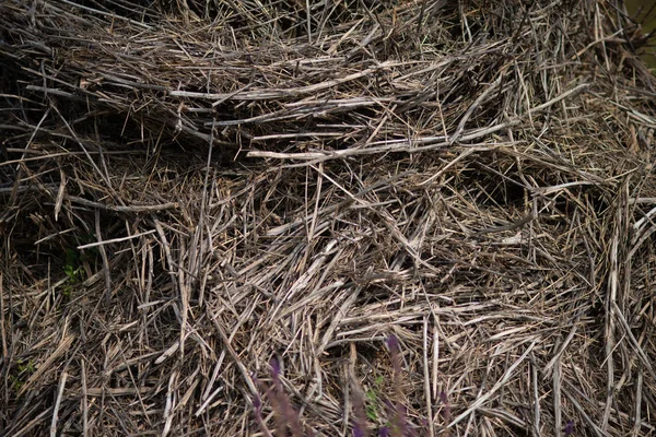 Texture of dry hay for livestock close up — Stock Photo, Image
